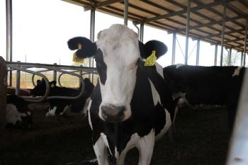 盛夏奶牛飼養管理五要點